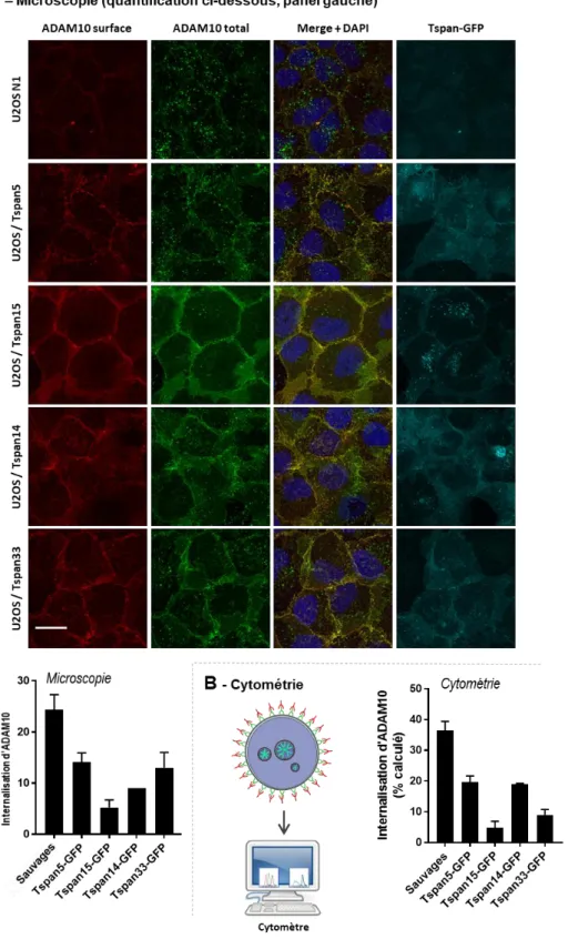 Figure 33 – Les TspanC8 taguées par la GFP diminuent l’endocytose d’ADAM10 