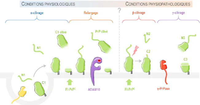 Figure 9 – Schéma de la genèse des différentes formes de la protéine prion 