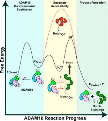 Figure 11 – Autoinhibition du domaine catalytique d’ADAM10 par les domaines proxi-membranaires 