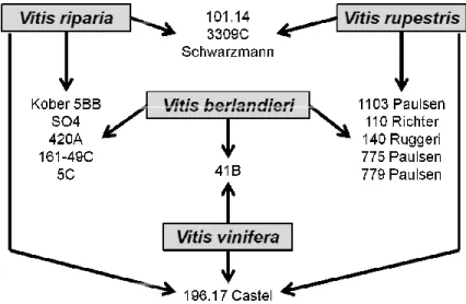 Figure 1. Widely used rootstock in Italian viticulture.