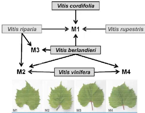 Figure 2. Grapevine rootstocks of the M series and their parental.