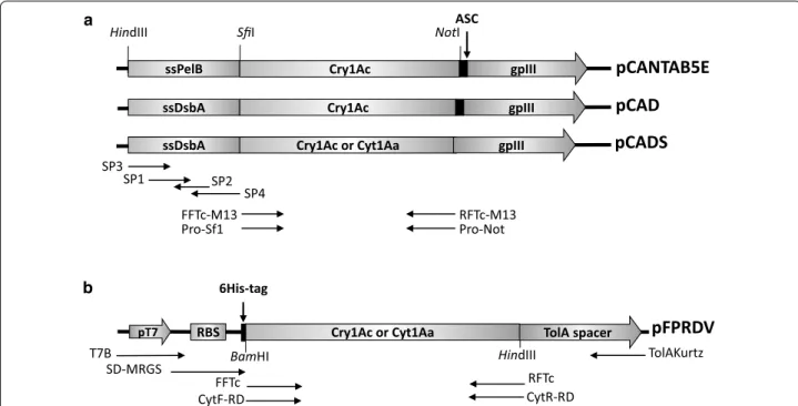 Fig. 1  a Schematic representation of the phagemid constructs for phage display. ASC amber stop codon