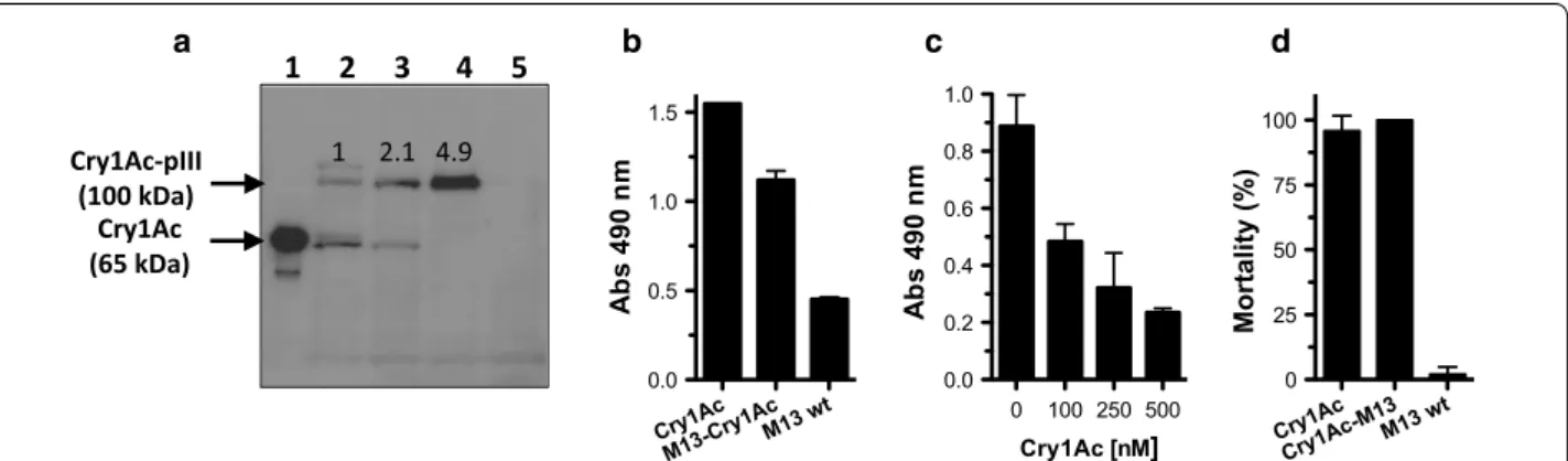 Fig. 2  a Western blot analysis of 10 11  M13 phages displaying Cry1Ac toxin prepared from E