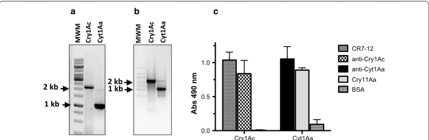 Fig. 4  a DNA template prepared by PCR amplification for ribosome display of Cry1Ac and Cyt1Aa toxins