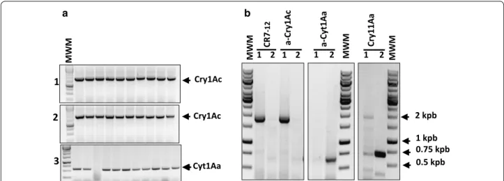 Fig. 5  a Colony PCR after affinity selection of M13‑toxins phage particles. A mixture of M13‑Cry1Ac and M13‑Cyt1Aa phages (1:1) was applied to  immobilized cadherin fragment CR7‑12 (1), anti‑Cry1Ac antibody (2) and anti‑Cyt1Aa antibody (3)