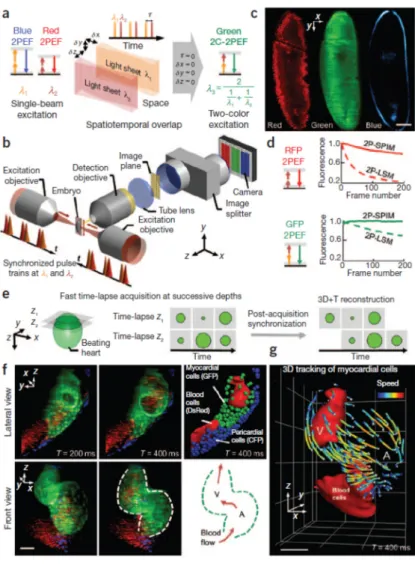 Figure 1 | Fast trichromatic two-photon imaging  of live embryos using mixed-wavelength  light-sheet excitation