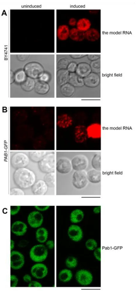 Figure 4. The model RNA is located to cytoplasmic granules distinct from stress granules