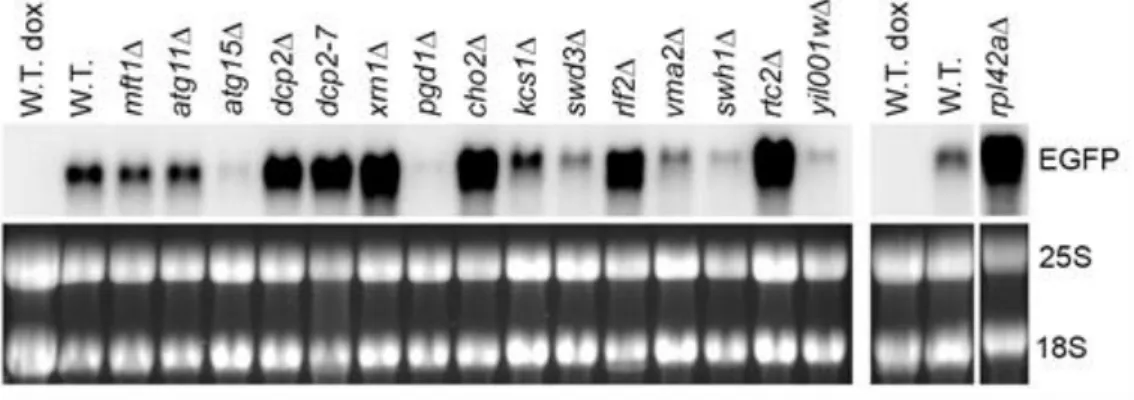 Figure 2. The model RNA accumulates in mutants with constitutive stress granules. Northern blot  analysis was performed on total RNA from wild-type strain (W.T., BY4741) and mutants (indicated  above each line) transformed with episomal plasmid expressing 