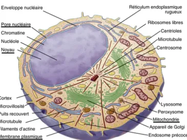 Figure 1.1 – Illustration de la coupe d’une cellule eucaryote montrant les ´el´ements internes