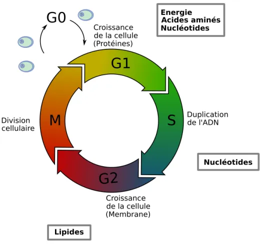 Figure 1.11 – Les principaux besoins m´etaboliques au cours du cycle cellulaire.