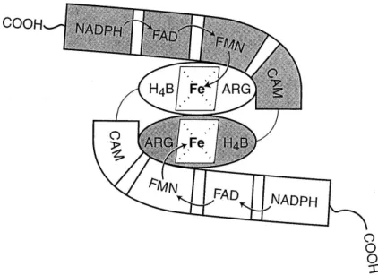 Figure I-9 : Cheminement des électrons au sein d’un dimère de NOS 50 . Les électrons fournis par le  NADPH sont transférés sur les flavines FAD et FMN du domaine réductase puis sur l’hème du domaine  oxygénase de la sous-unité adjacente