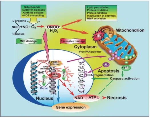 Figure I-14 : Mécanismes moléculaires de mort cellulaire induite par NO 5 . La génération simultanée  de flux de NO (par les NO synthases) et d’anions O 2 •-  (ex : fuite d’éléctrons de la chaine respiratoire  mitochondriale, NADPH oxydase, xanthine oxydas