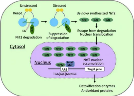 Figure I-15 : Activation de gènes cibles de Nrf2 en réponse à des stress cellulaires 95 