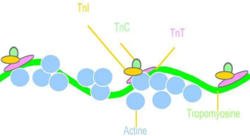Figure 3 : Structure de la troponine [41] 