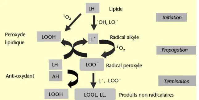 Figure 5 : Réactions de peroxydation lipidique  [85] 