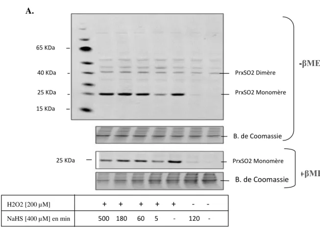 Figure 10. Etude de l’implication de H2S dans la suroxydation des Prxs : Les Pmefs WT sont  traités  avec  400  µM  en  NaHS,  suite  à  un  premier  traitement  avec  200  µM  en  H2O2