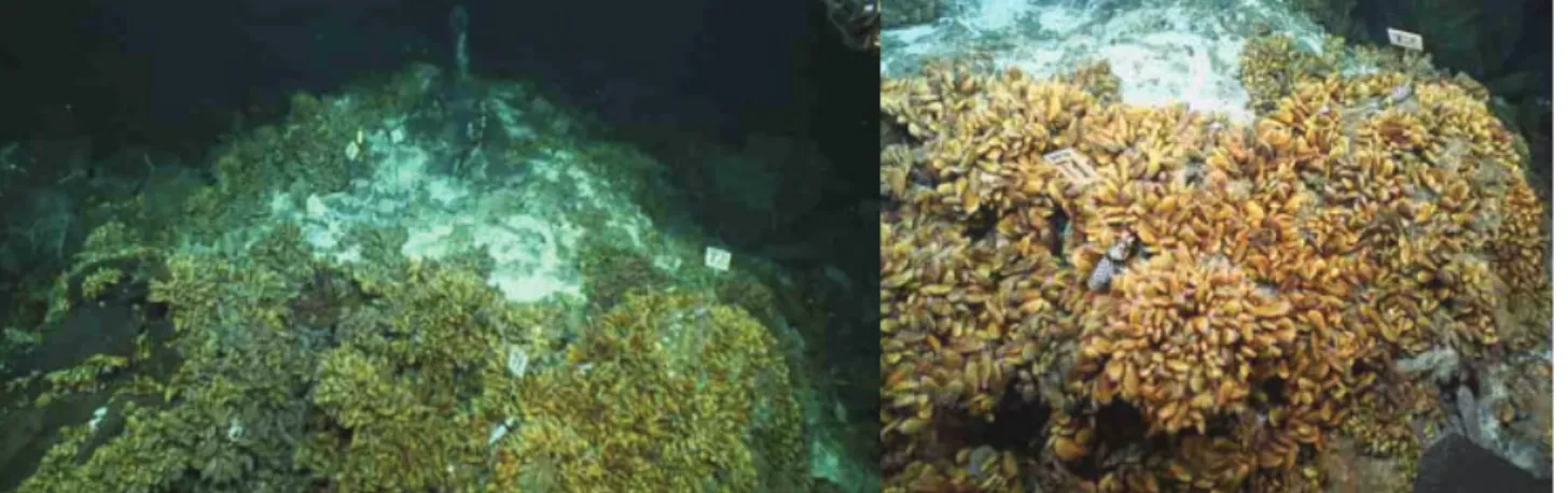Figure 13. Mussel bed assemblages of B. azoricus at Lucky Strike during the BioBaz  cruise (Lallier, 2013)  