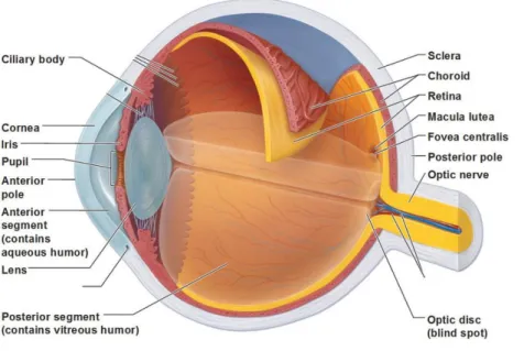 Figure 1. Anatomical organization of the human eye. 