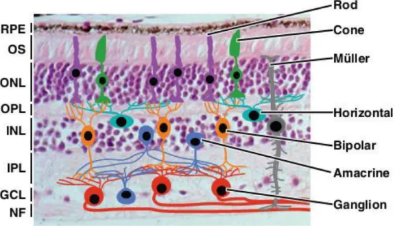 Figure 3. Schematic representation of the cellular organization in the neural retina. 
