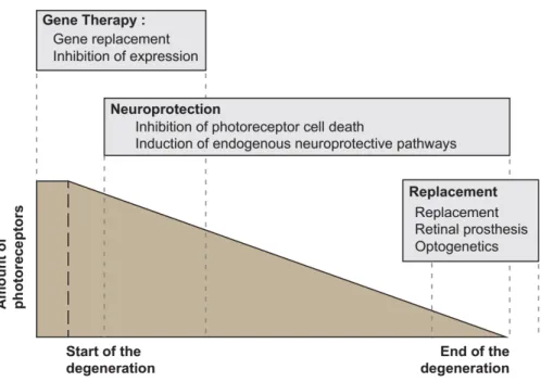 Figure 8. Main therapeutic approaches to treat retinal dystrophies. 