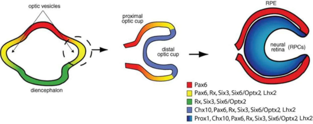 Figure 9. Eye and retina specification involving homeobox gene expression. 