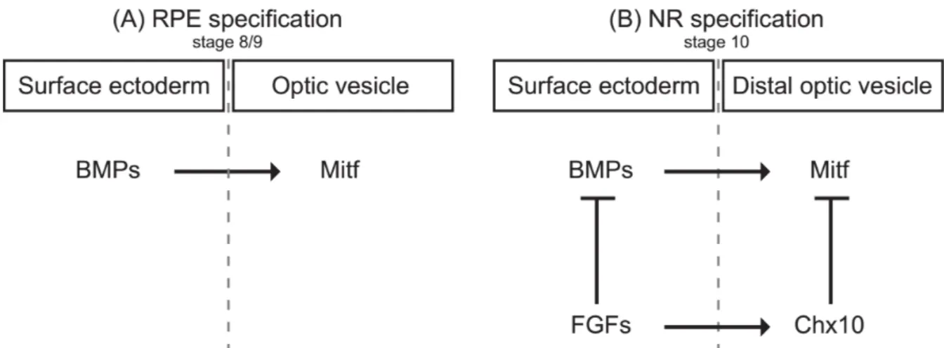 Figure 10. Proposed model for the regulation of the RPE and NR specification. 