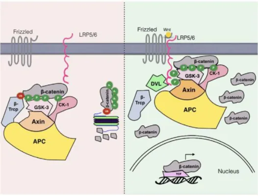 Figure 13. The Wnt signaling pathway. 