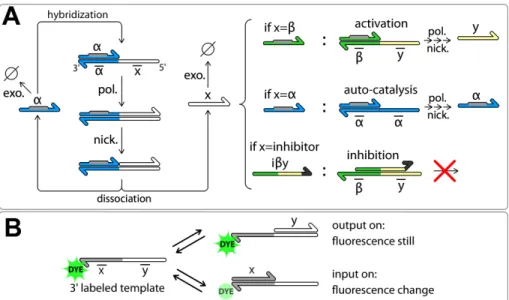 Figure 3.1: The DNA-toolbox uses DNA templates to shape the reaction network performed by a set of three enzymes