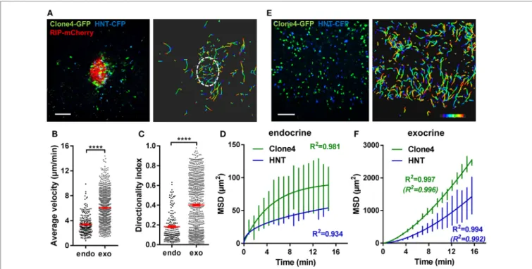 FigUre 1 | Motility of islet-antigen-specific CD8 +  and CD4 +  T lymphocytes in vivo