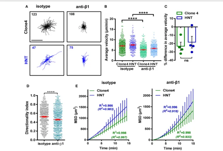 FigUre 5 |  β 1  integrin-dependent interactions between T cells and the ECM shape T cell motility