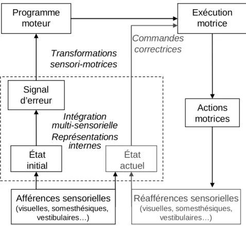 Figure  I.2.  Modélisation  des  opérations  nécessaires  à  la  préparation  et  à  l’exécution  d’un  mouvement d’atteinte dirigé vers une cible visuelle en présence des réafférences sensorielles