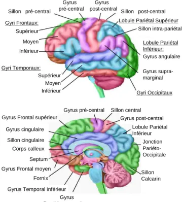 Figure  I.5.  Distinction  anatomique  cérébrale  sur  la  face  latérale  et  la  face  médiale,  respectivement  en  haut  et  en  bas  (figure  extraite  des  cours  de  neuro-anatomie  de  P.A