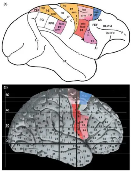 Figure I.6. Comparaison des aires prémotrices cérébrales entre le singe et l’homme.  