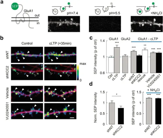 Figure  2.  Lack  of  activity-driven,  membrane  insertion  of  AMPARs  in  neurons  lacking  KCC2