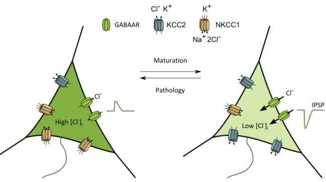 Figure 3 Maturation of GABAergic transmission is mediated by changes in CCC expression 