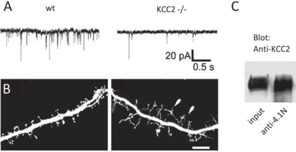 Figure 15 Genetic ablation of KCC2 impairs maturation of glutamatergic synapses 