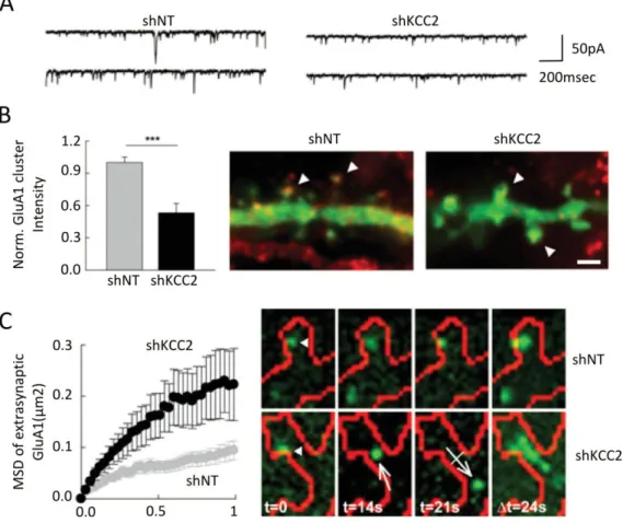Figure 16 KCC2 influences AMPAR aggregation and lateral diffusion in dendritic spines 