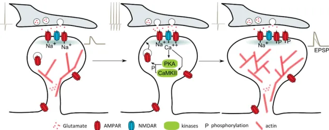 Figure 17 The classical postsynaptic mechanism of LTP induction and expression 