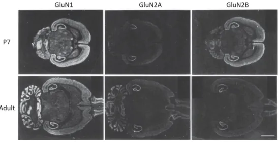 Figure 20 Subunit-specific regional and developmental regulation of NMDARs. 