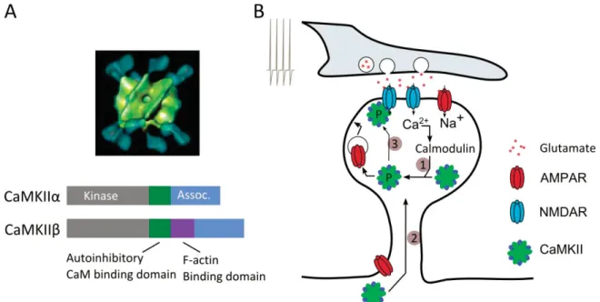 Figure 21 Structure and synaptic translocation of Ca 2+ /Calmodulin Kinase II 