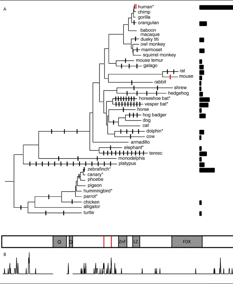 Figure 2.  FoxP2  evolution in vertebrates. A, Amino acid changes outside the polyglutamine tracts  (Q) are mapped on the phylogeny of FoxP2 sequences from vertebrates