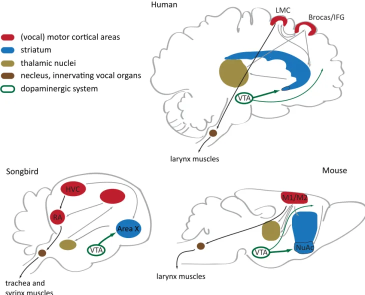 Figure  4.  Brain  circuitries  involved  in  vocalizations  in  vocal-learning  species  and  mice