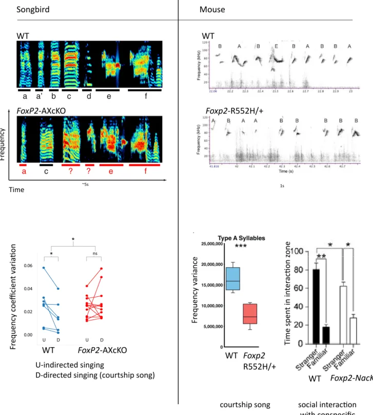 Figure 5. Vocalizations structure and social behaviors impaired in FoxP2 deficient animals