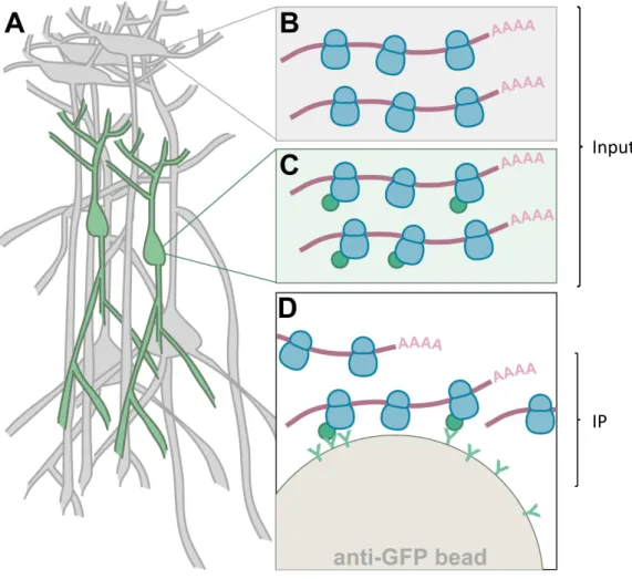Figure  14.  The  translating  ribosome  affinity  purification  (TRAP).  A,  The  cell  type  of  interest  -  Ntsr1 +   neurons  of  the  cortex  in  this  study  -  is  expressing  the  eGFP-L10  transgene
