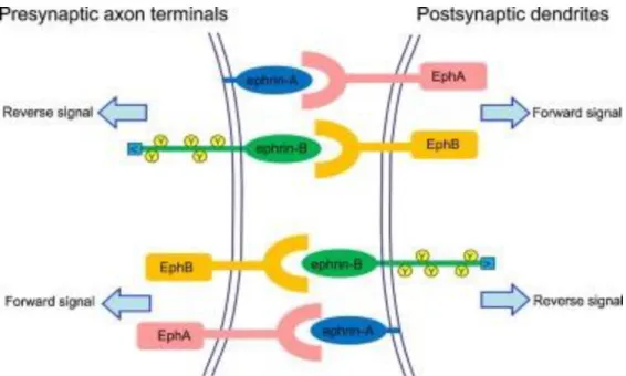 Figure  5.  Bidirectional  signals  mediated  by  Eph/ephrin  in  both  presynaptic  axon  terminals and postsynaptic dendrites