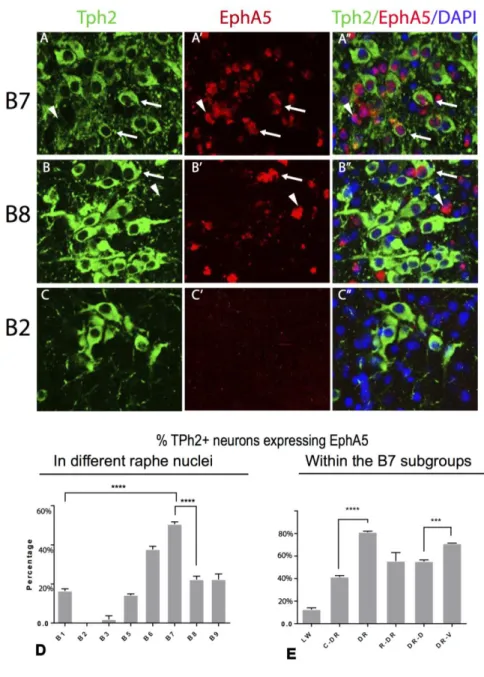 Figure 3- Quantification of co-localization in distinct raphe nucleus.   