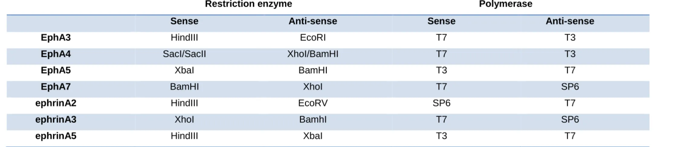 Table 1. Enzymes for mRNA probe synthesization 