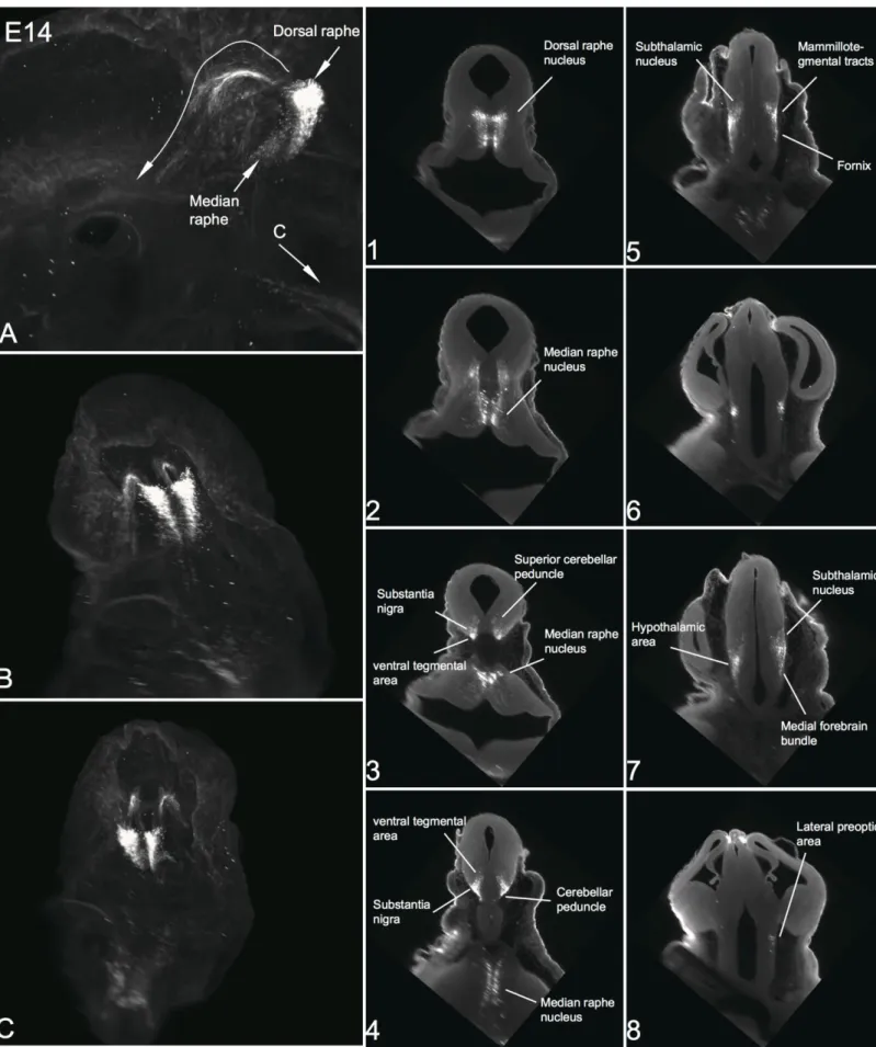 Figure 2. Serotonergic neurons and projections at E14.   