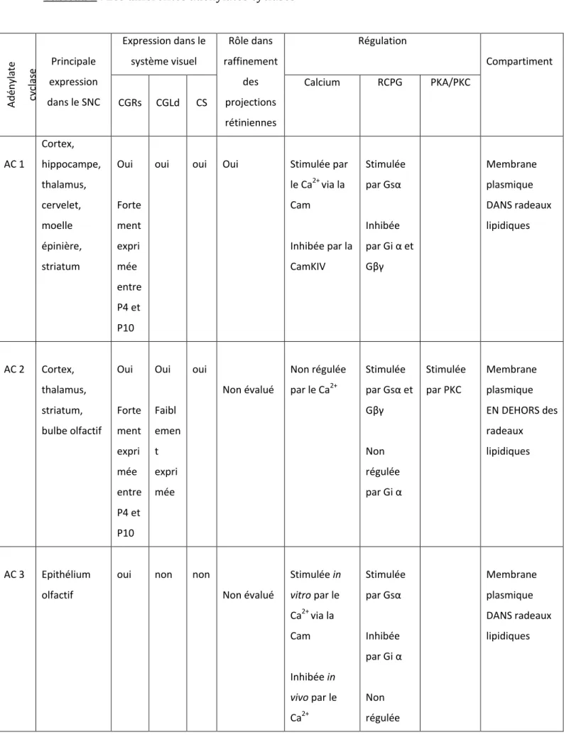 Tableau 1 : Les différentes adénylates cyclases  Adénylate  cyclase Principale  expression  dans le SNC  Expression dans le système visuel  Rôle dans  raffinement des projections  rétiniennes  Régulation  Compartiment CGRs CGLd CS Calcium RCPG PKA/PKC  AC 
