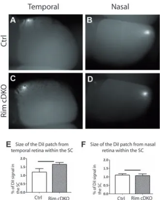 Figure 4 : Global retinotopy establishment of contralateral retino- collicular projections does not require Rim function at the  retino-collicular  terminals